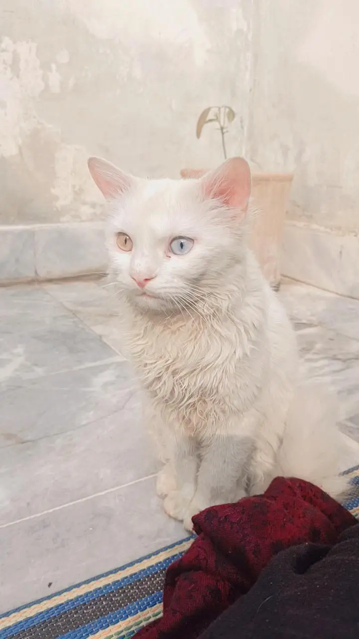 male cat — photo 2