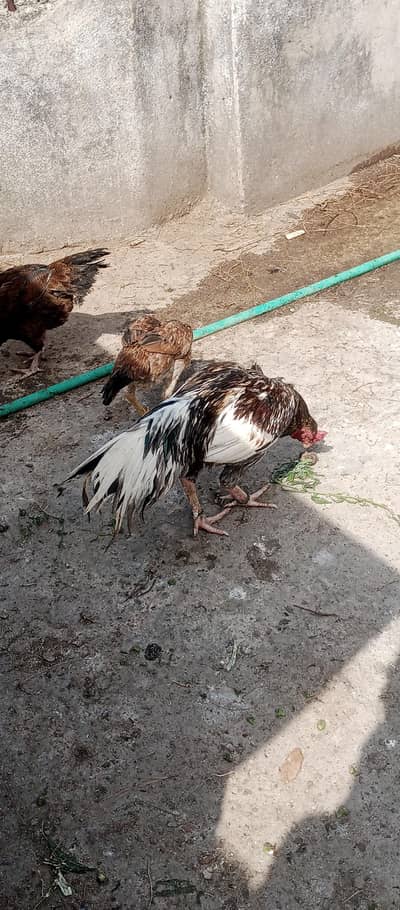 aseel top quality breeding male