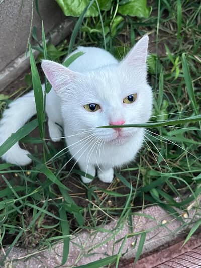 If anyone want cat i will give you Female cat with to kitten