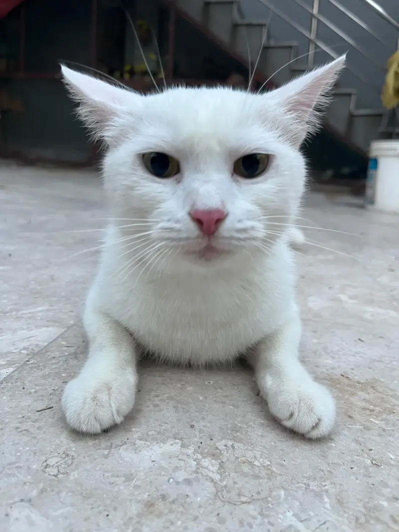 If anyone want cat i will give you Female cat with to kitten — photo 2