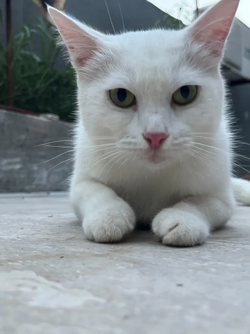 If anyone want cat i will give you Female cat with to kitten — photo 3