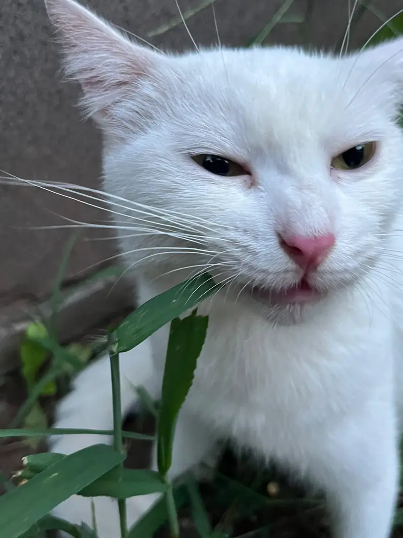 If anyone want cat i will give you Female cat with to kitten — photo 4