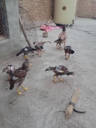 9 Aseel chick for sale hai