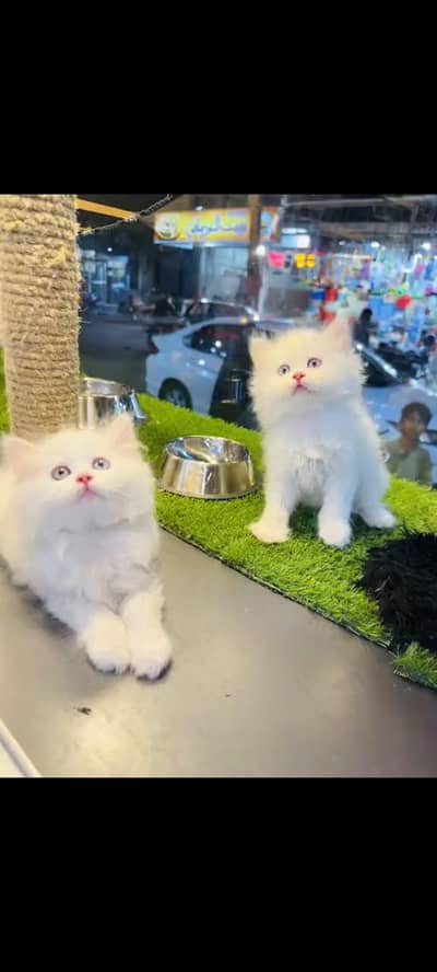 persian cat for sale