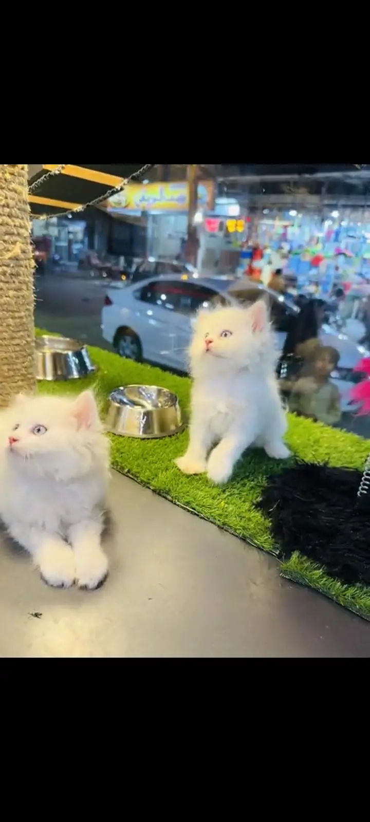 persian cat for sale — photo 2