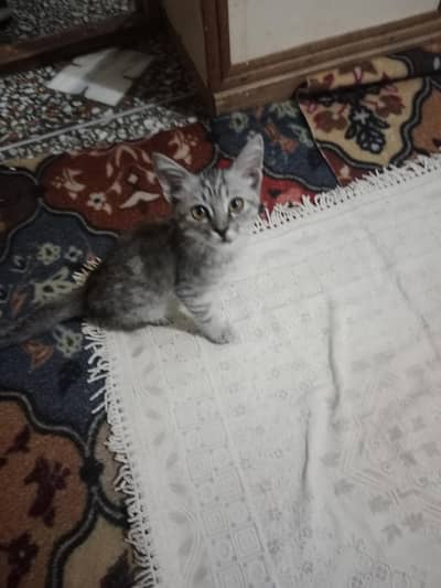play full Siberian male kitten