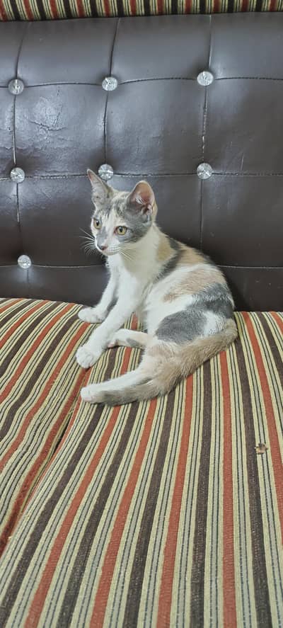 Kittens Available for Adoption
