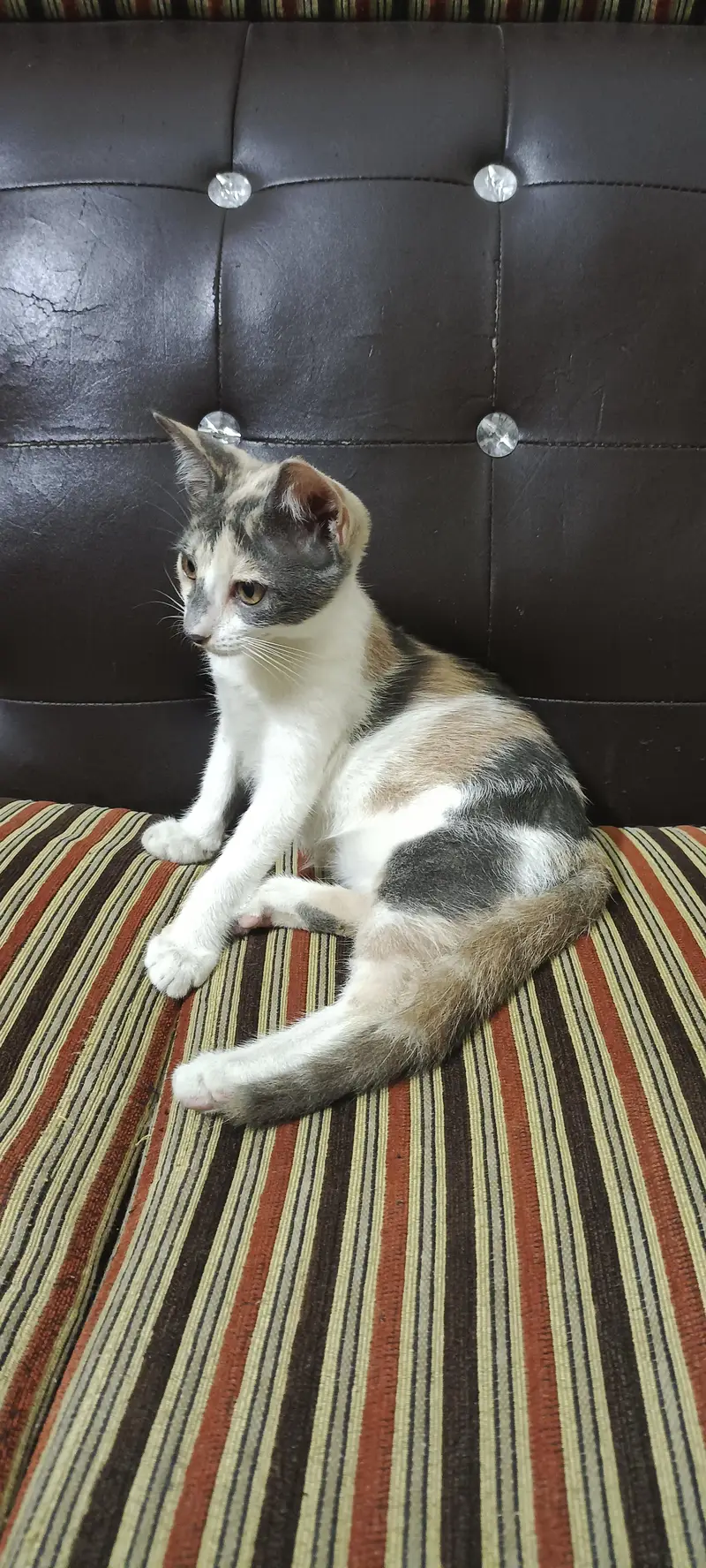 Kittens Available for Adoption — photo 2