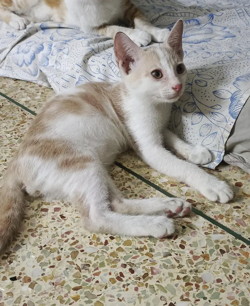 Kittens Available for Adoption — photo 4