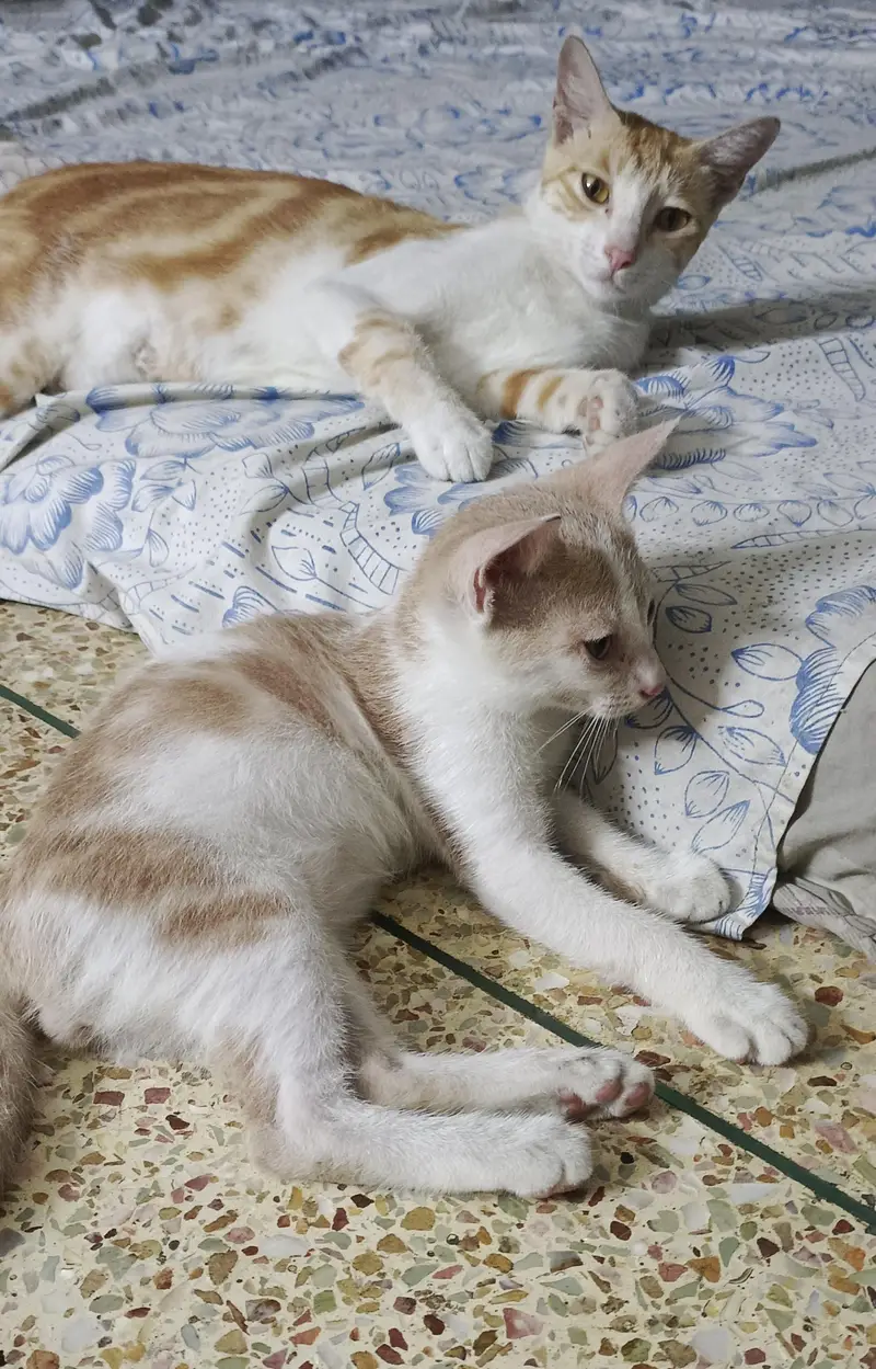 Kittens Available for Adoption — photo 5