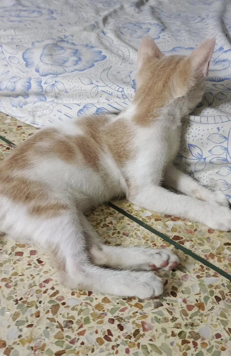 Kittens Available for Adoption — photo 6
