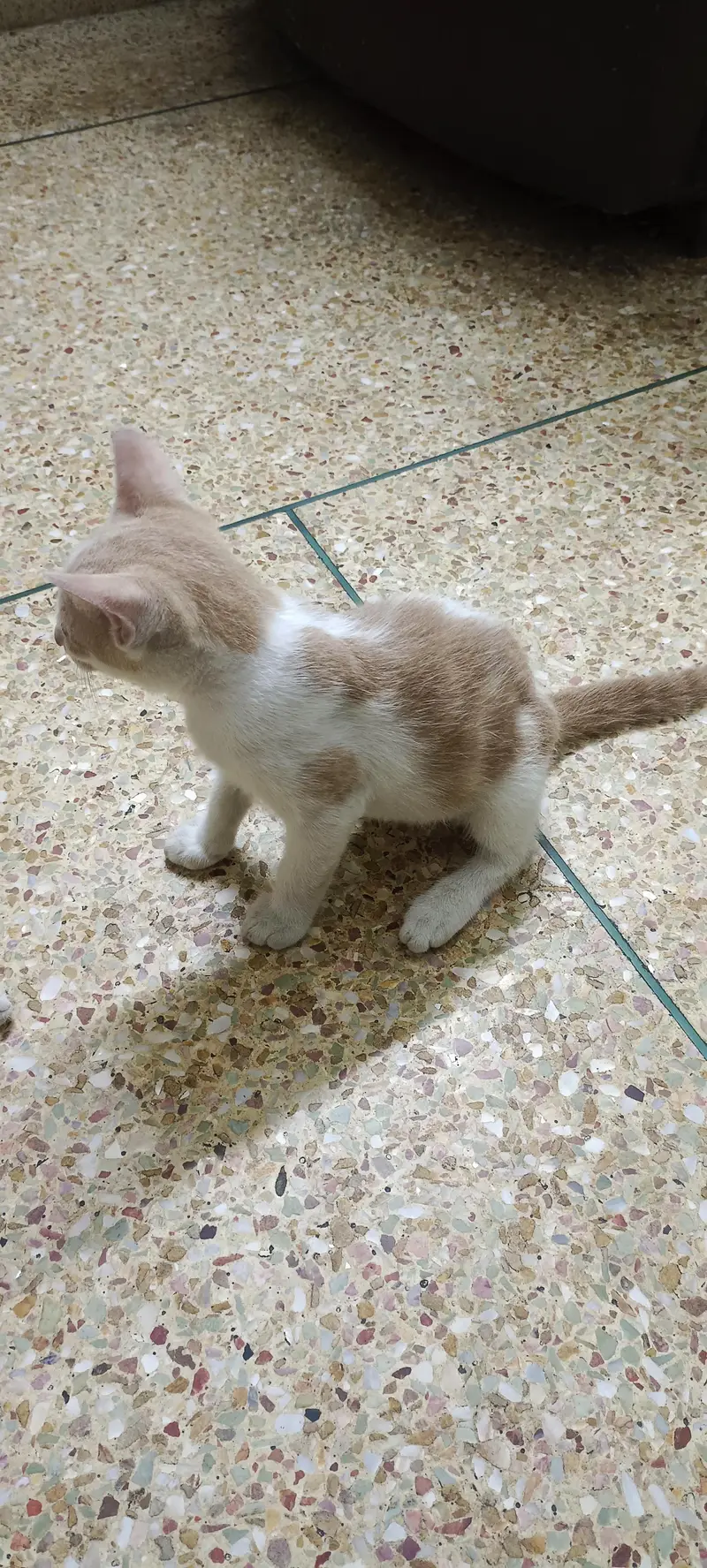 Kittens Available for Adoption — photo 7