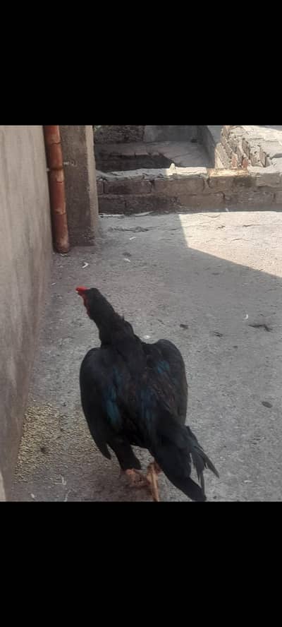 Aseal
