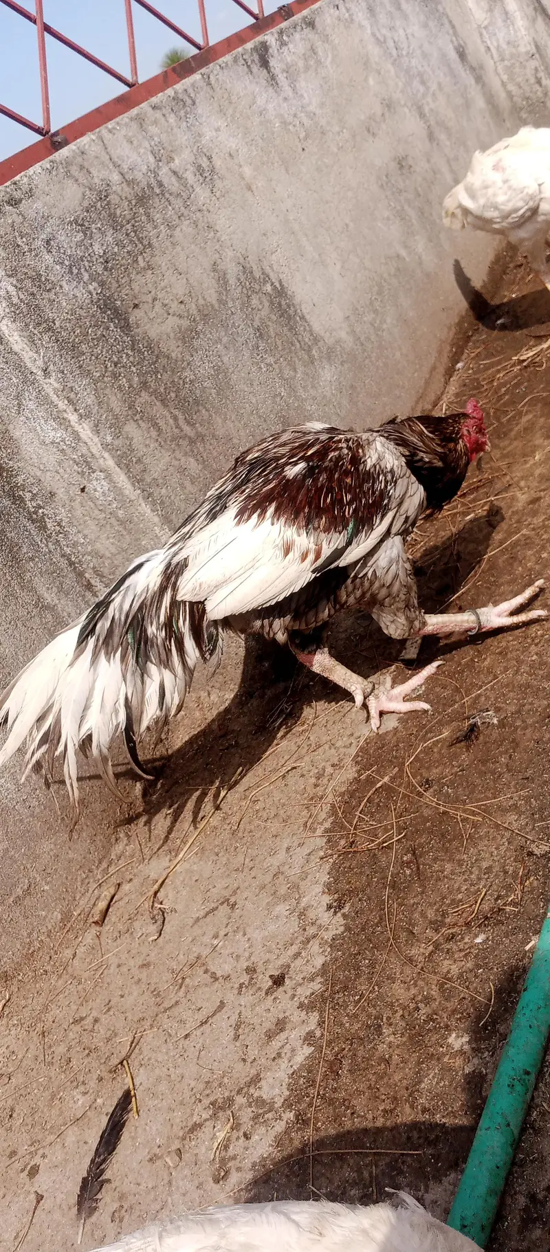 aseel top quality breeding male — photo 2