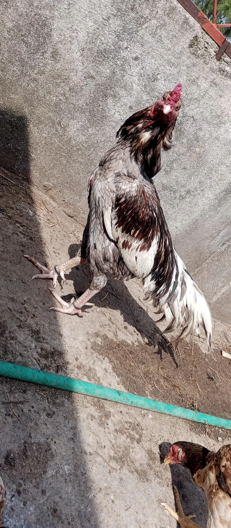 aseel top quality breeding male — photo 3