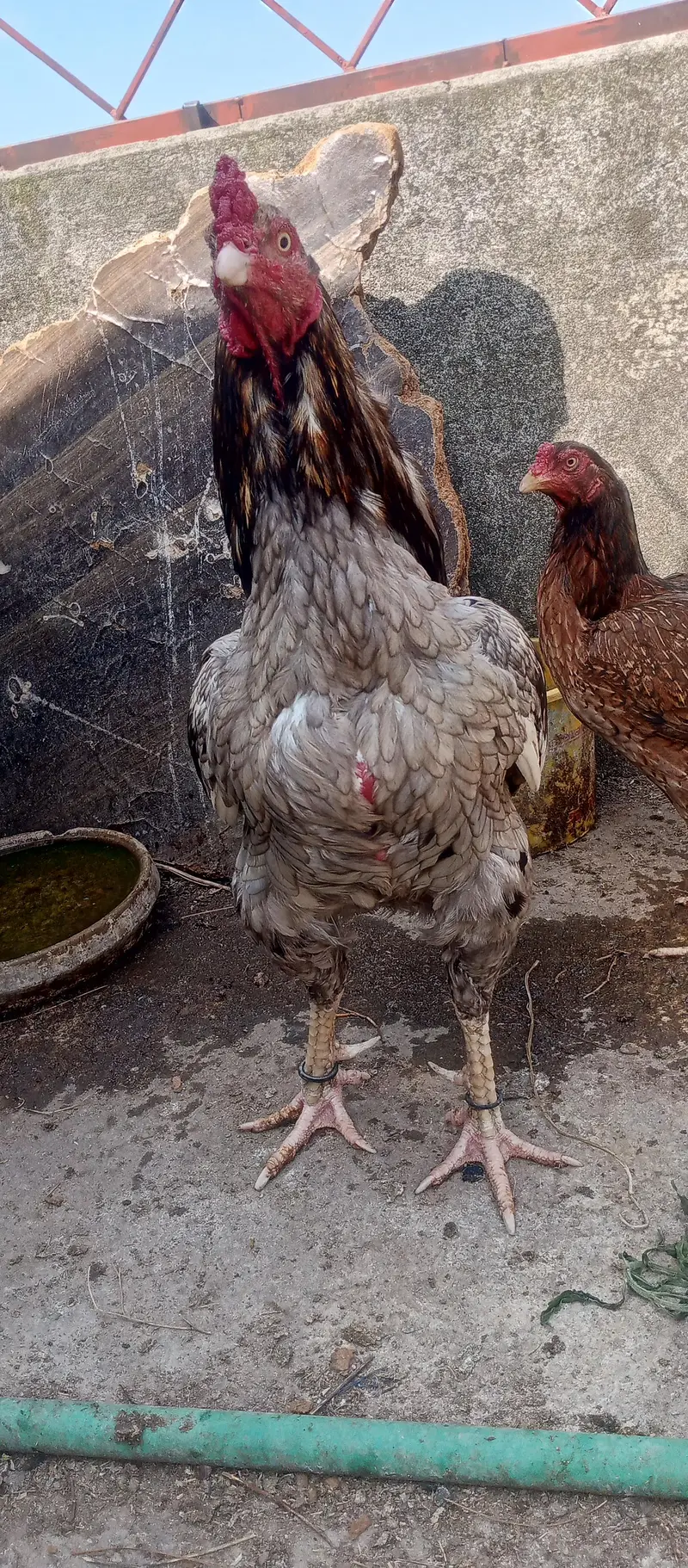 aseel top quality breeding male — photo 4