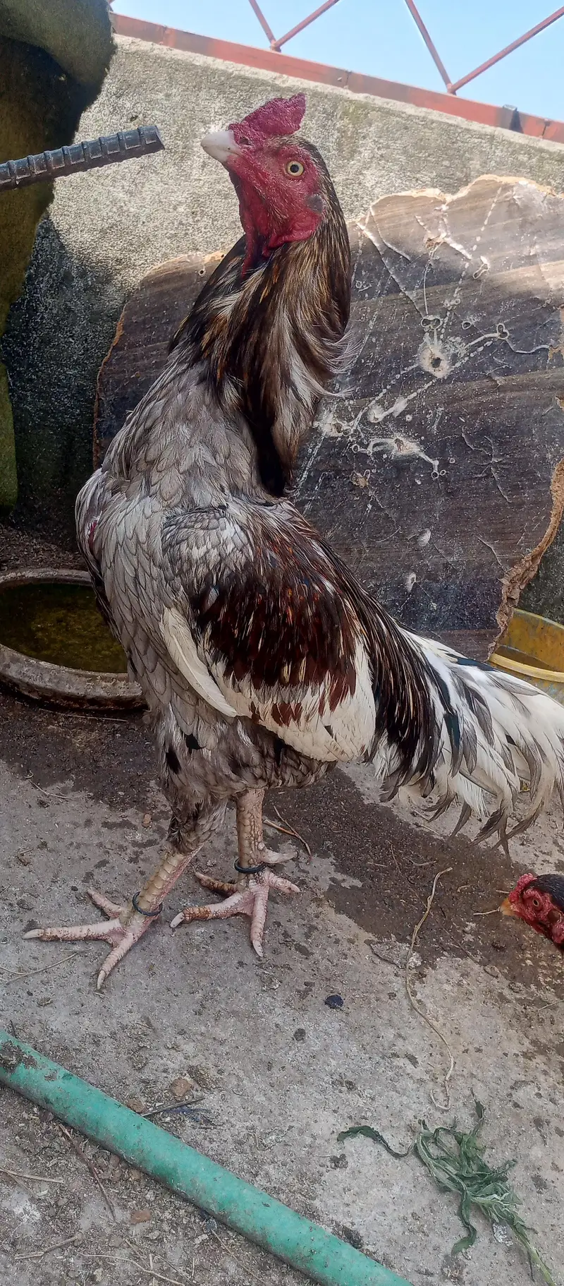 aseel top quality breeding male — photo 5