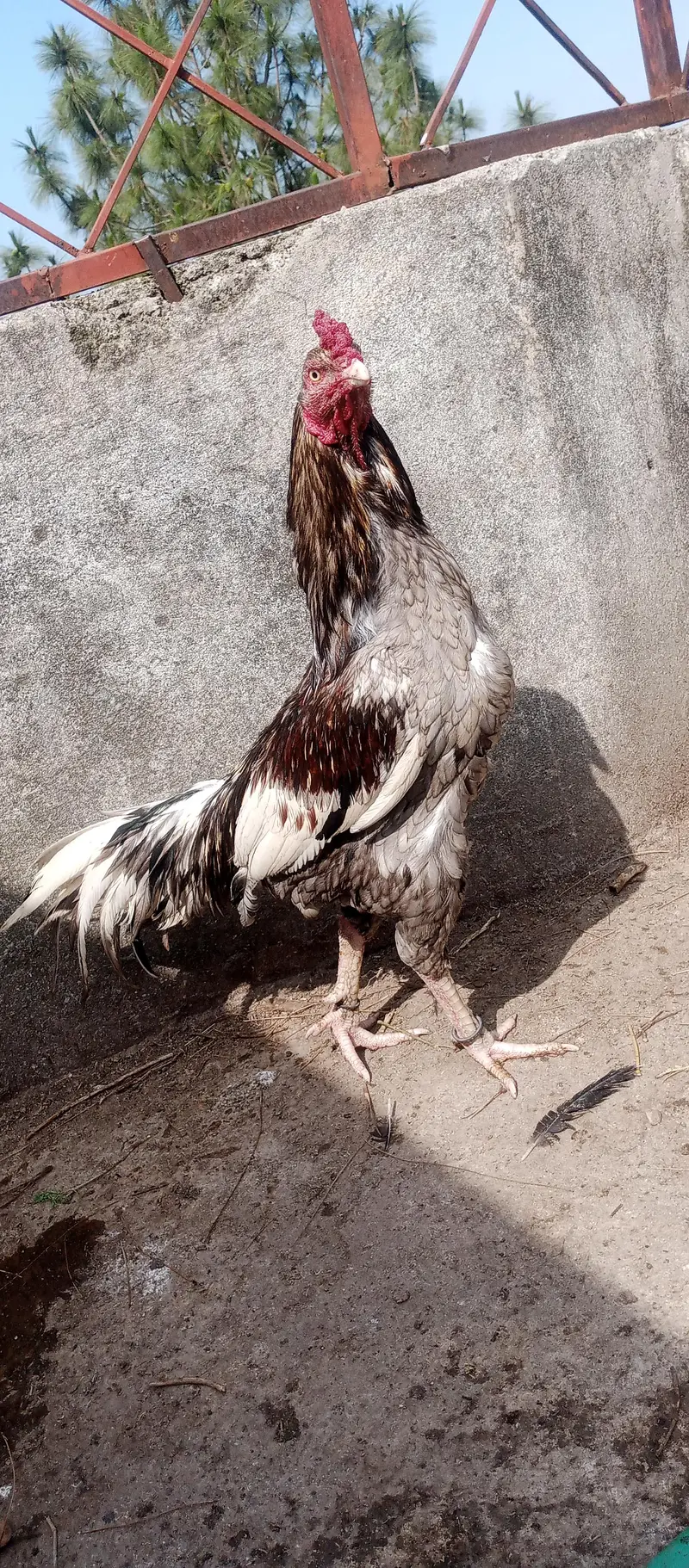 aseel top quality breeding male — photo 6