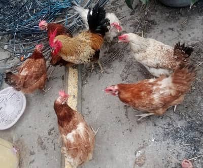 چھ مرغیاں انڈے دینے والیں اور ایک خوبصورت اور بڑا مرغا