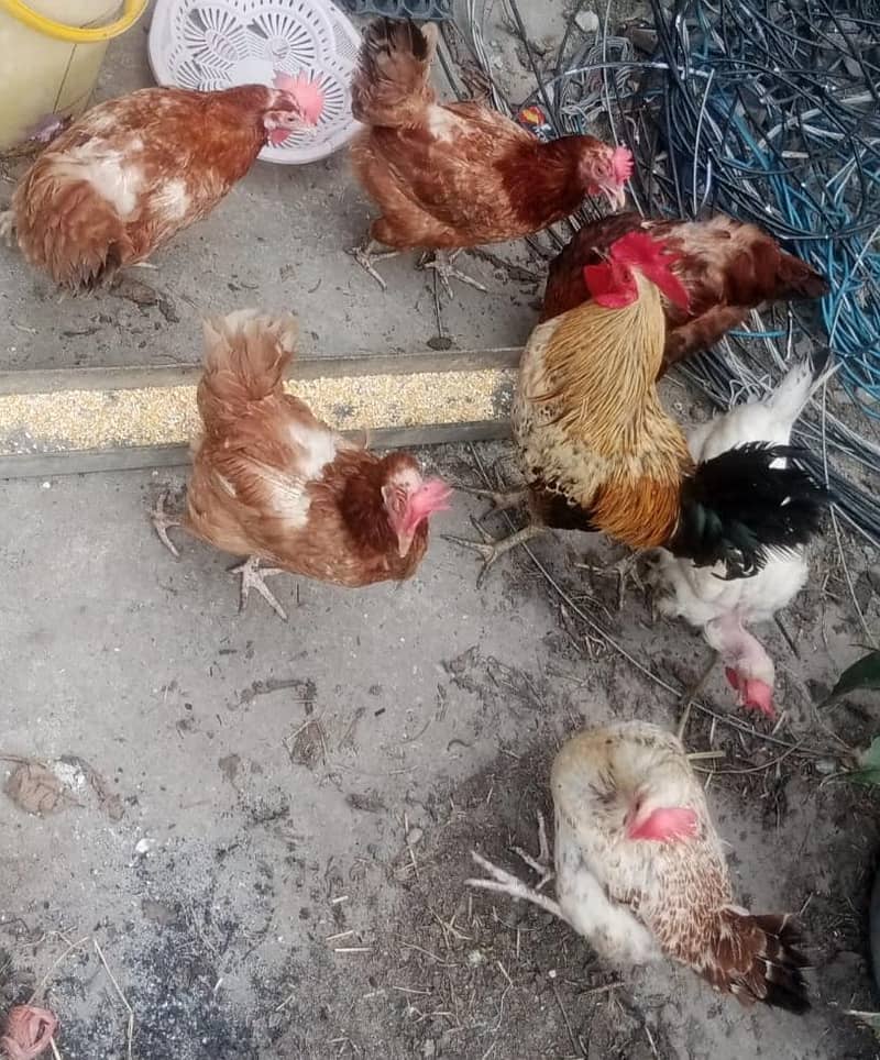 چھ مرغیاں انڈے دینے والیں اور ایک خوبصورت اور بڑا مرغا 1