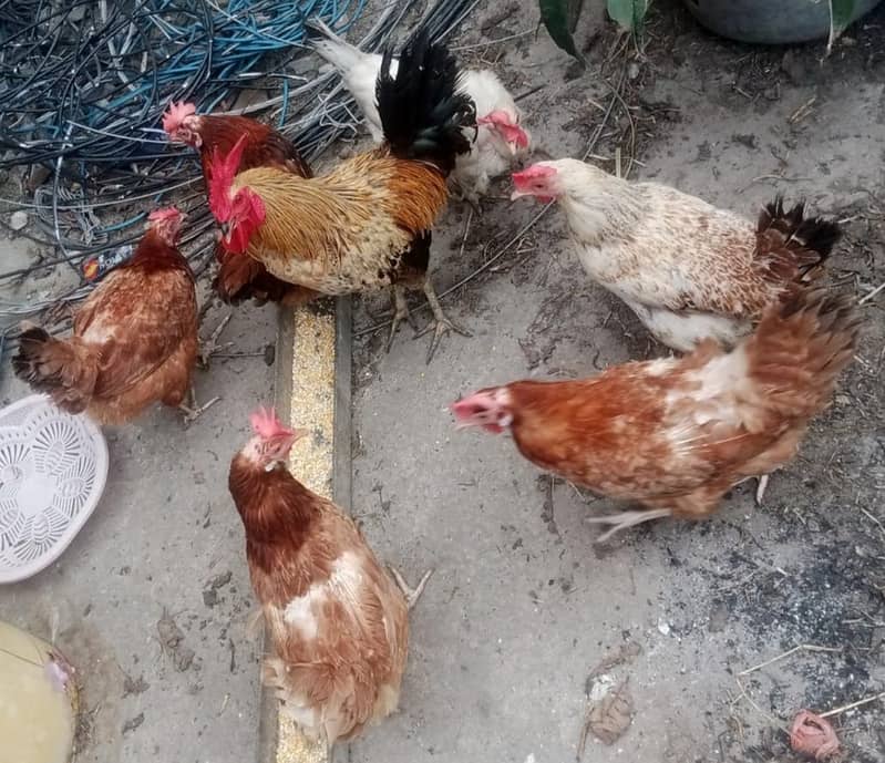 چھ مرغیاں انڈے دینے والیں اور ایک خوبصورت اور بڑا مرغا 2
