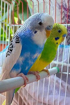 Budgies For Sale