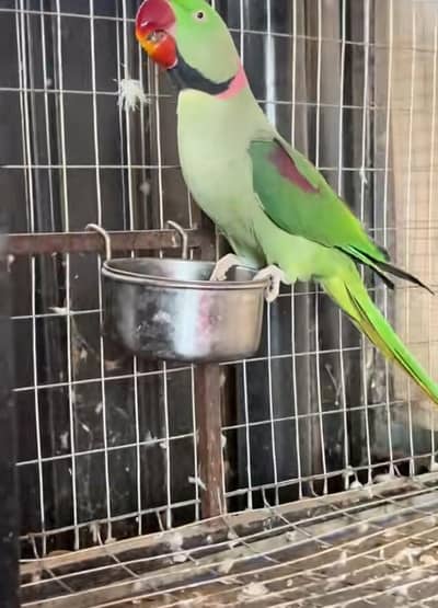 kashmiri raw parrot for sale and Tam white train