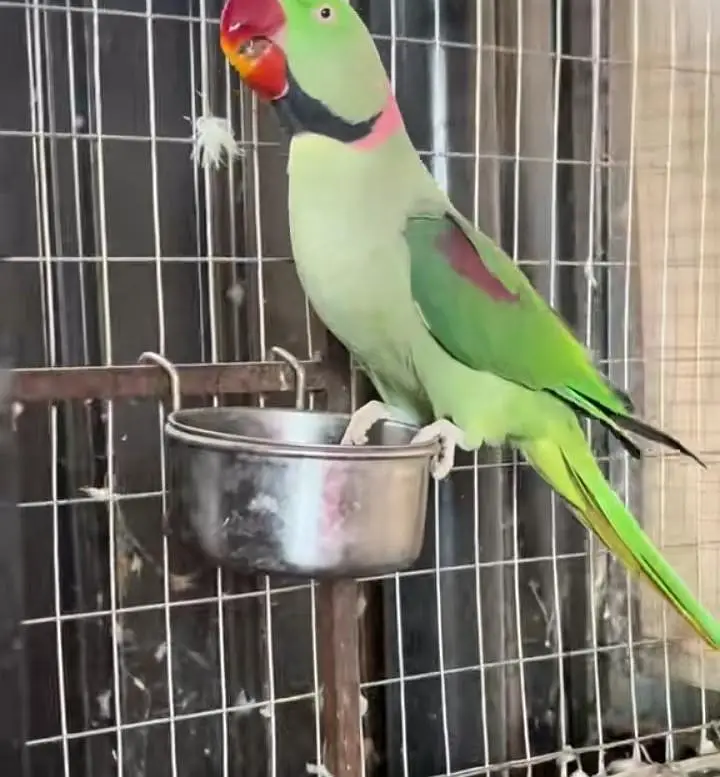 kashmiri raw parrot for sale and Tam white train — photo 2