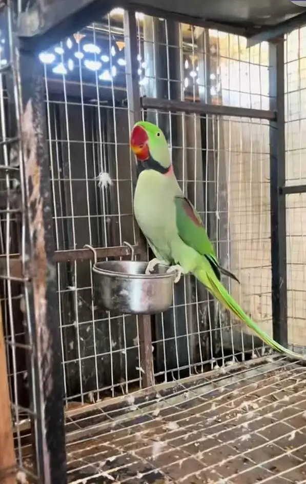 kashmiri raw parrot for sale and Tam white train — photo 3