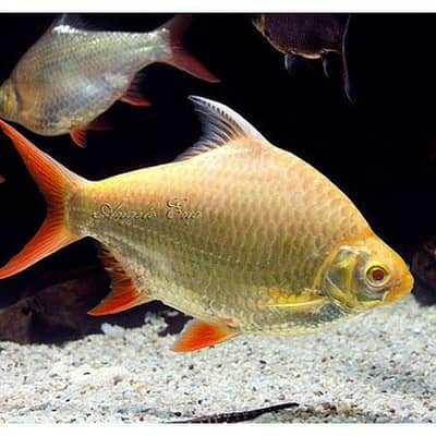 Tinfoil barb 3 peice for sale