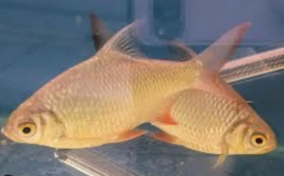 Tinfoil barb 3 peice for sale — photo 2