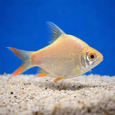 Tinfoil barb 3 peice for sale — photo 3