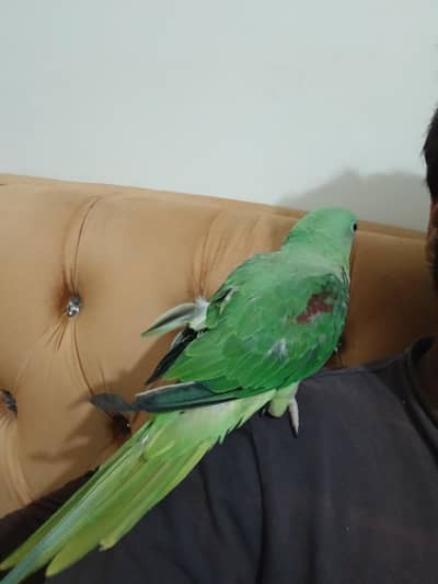 Raw parrot for sale