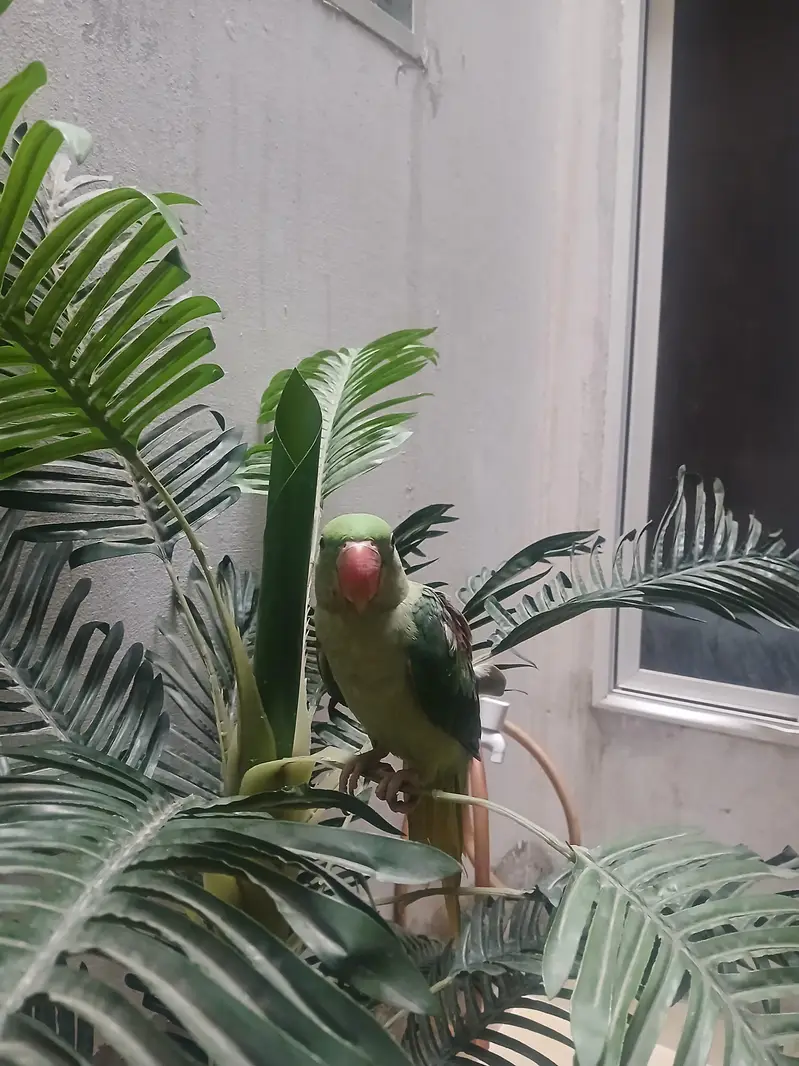 Raw parrot for sale — photo 2