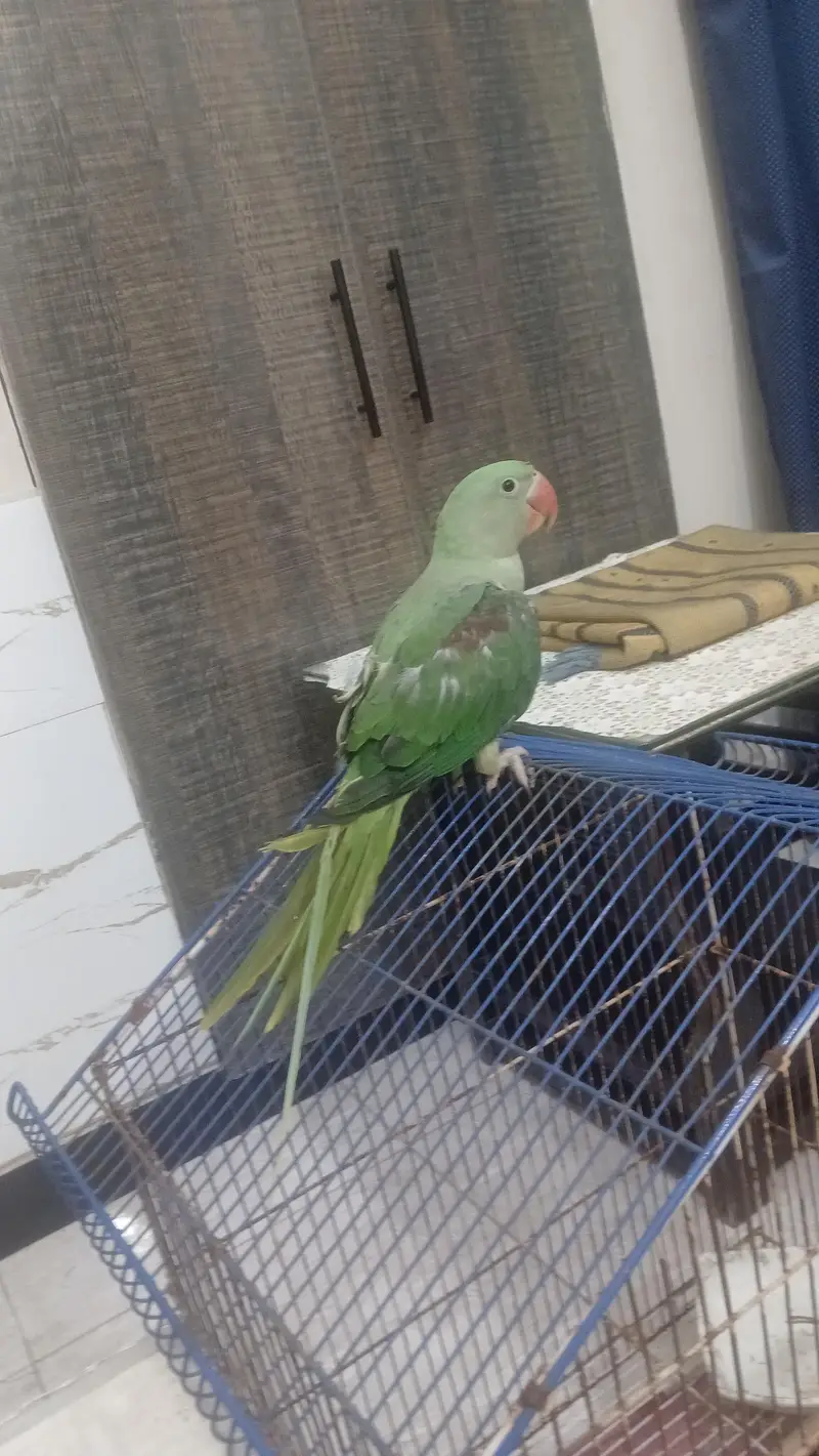 Raw parrot for sale — photo 3