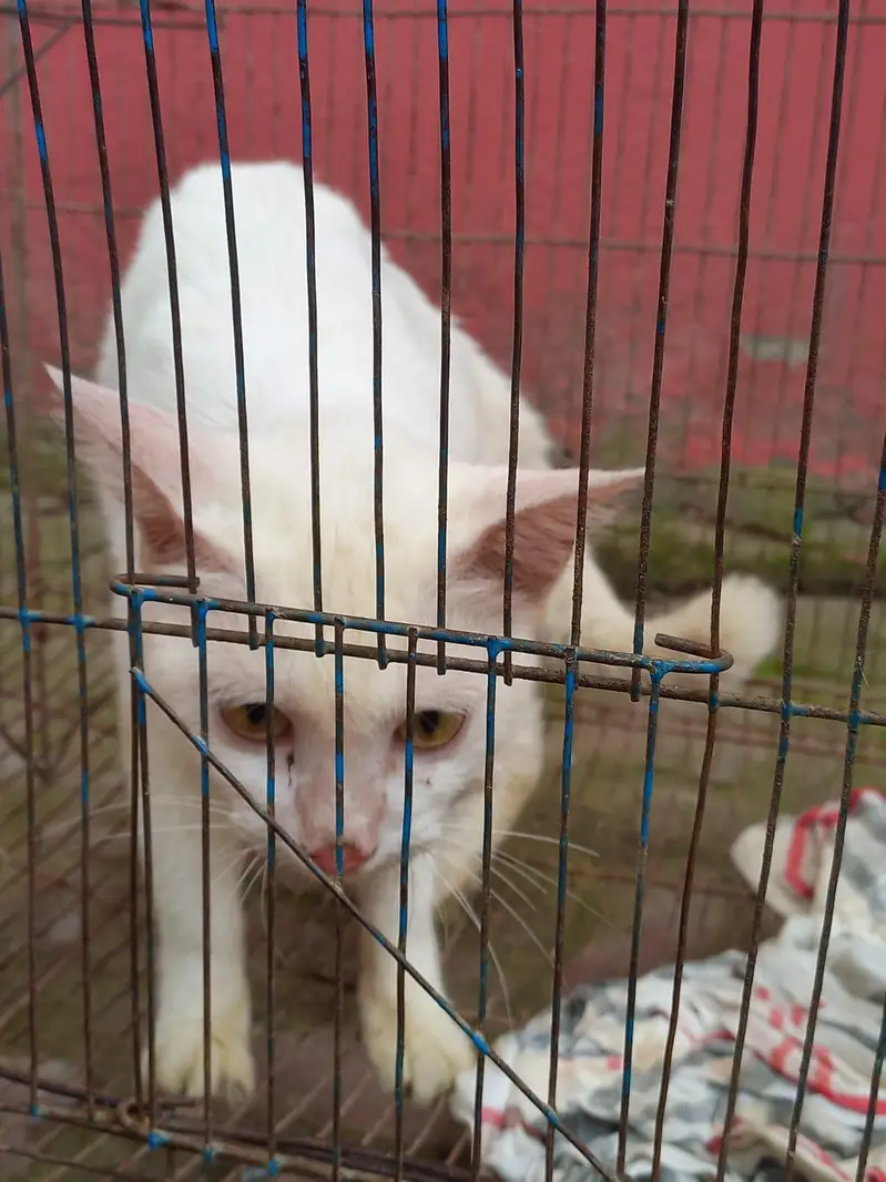 Italian cat  — photo 2