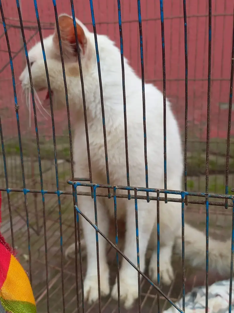 Italian cat  — photo 3