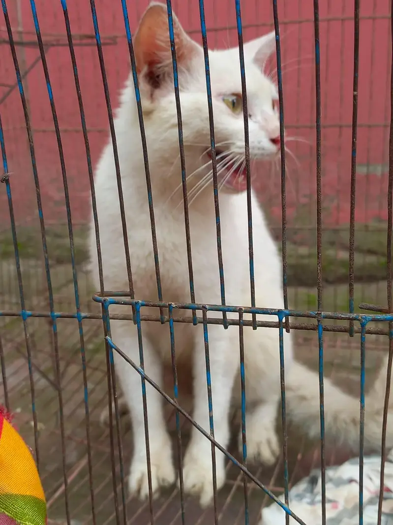 Italian cat  — photo 4