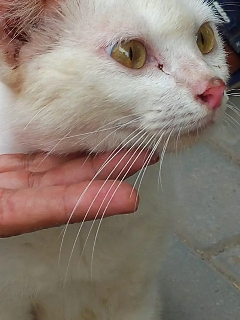 Italian cat  — photo 5