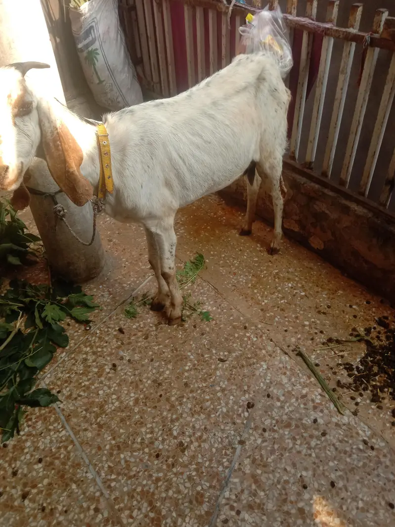 6 Danth Beetal — photo 3