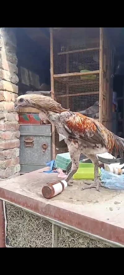indian galva male for sale
