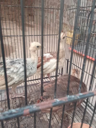 6 peacock pathy White Pied Blak and blue