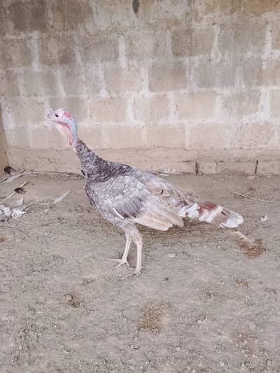 Turkey Active Pathe