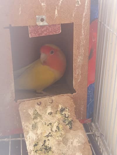 male lovebird ek piece