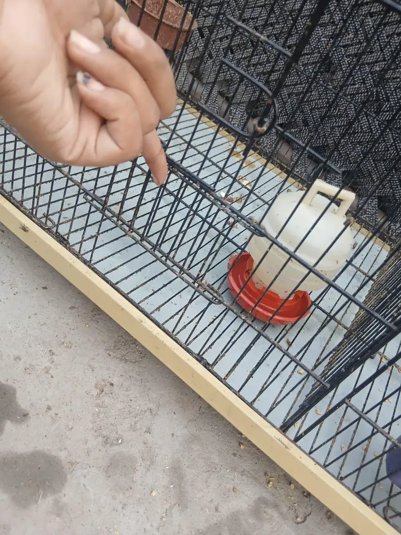 birds cage, Hen cage — photo 2