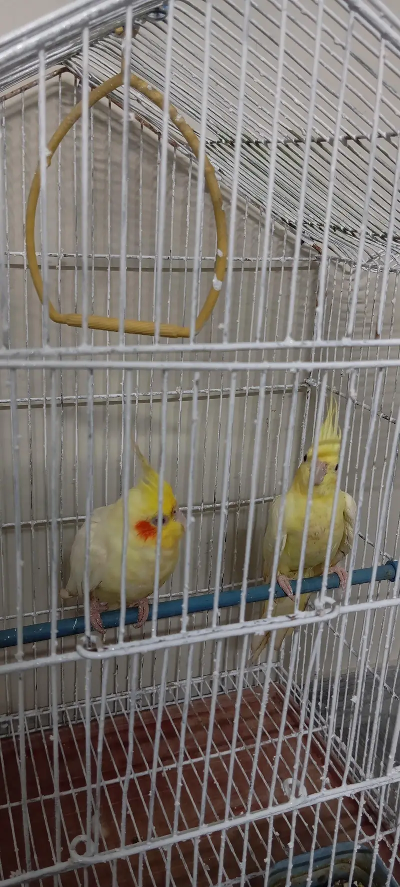 cocktail with cage — photo 2