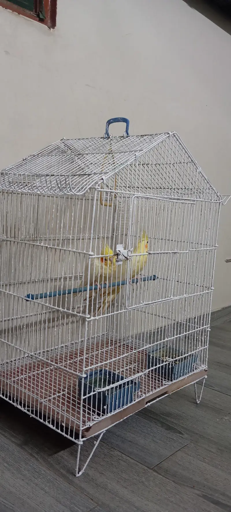 cocktail with cage — photo 3