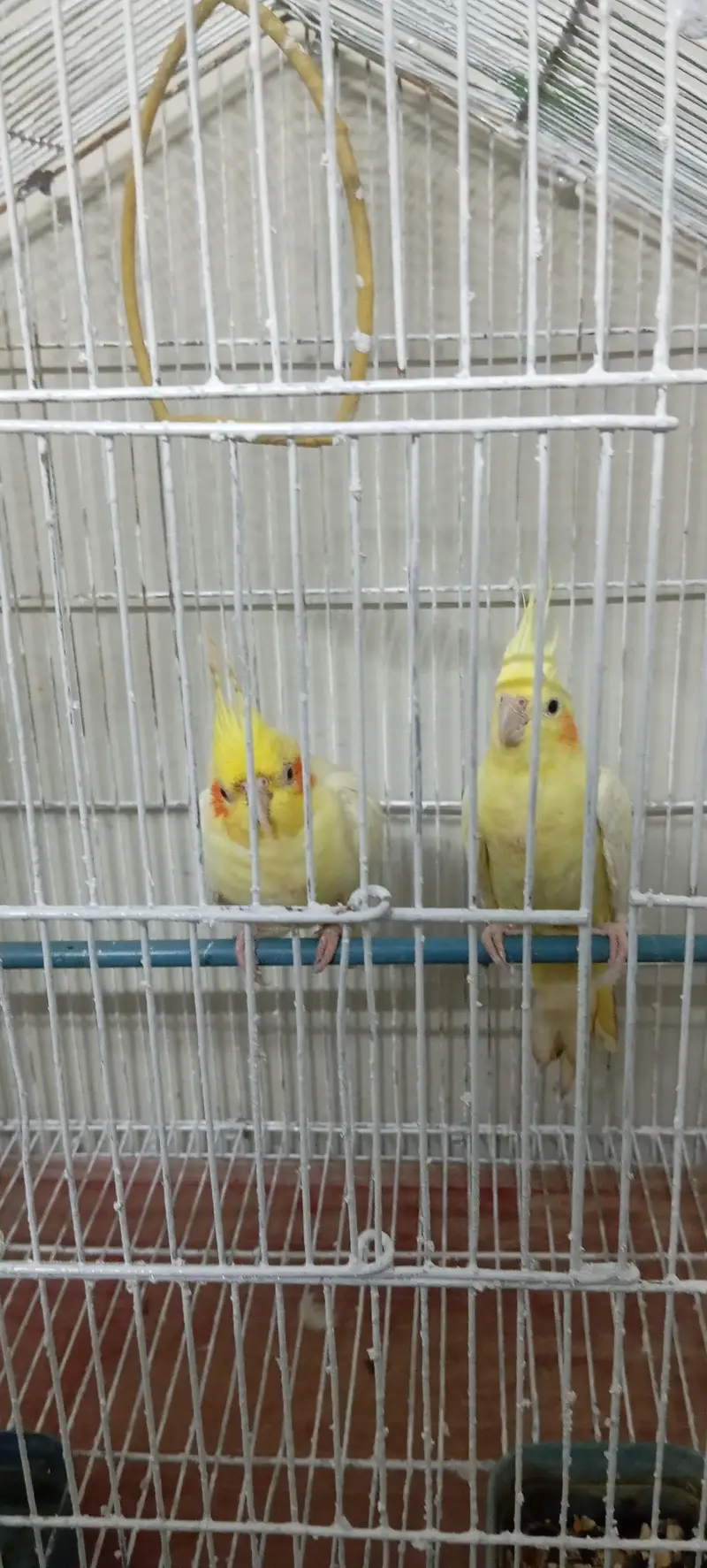 cocktail with cage — photo 4