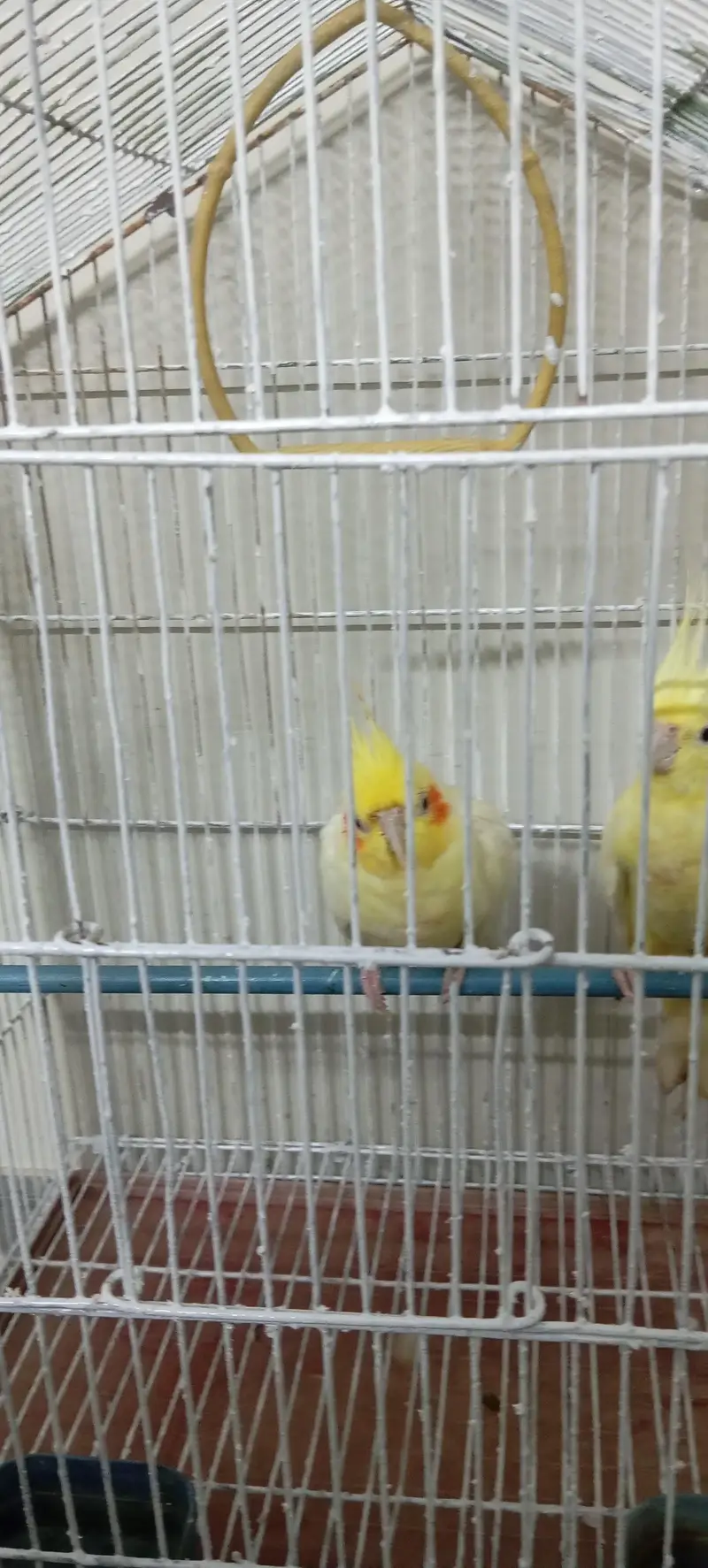 cocktail with cage — photo 5
