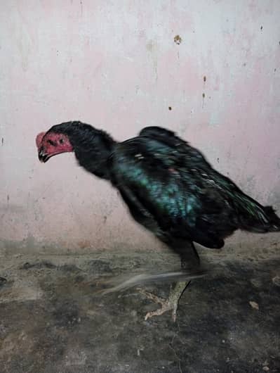 Thai pakiya patha for sell